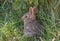 Young Cottontail Rabbit