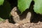 Young Cottontail Rabbit