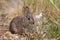 Young Cottontail Rabbit