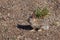 Young Cottontail Rabbit