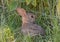 Young Cottontail Rabbit in Grass