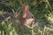 Young Cottontail Rabbit in Grass