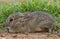 Young Cottontail Resting