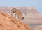 Young cougar on a red rock ridge in Southern Utah