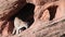 Young cougar sniffing around a small cave