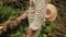 Young countryman woodcutter in traditional ukrainain clothes chopping wood in the green forest of Carpathian mountains