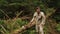 Young countryman woodcutter in traditional ukrainain clothes chopping wood in the green forest of Carpathian mountains