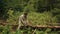 Young countryman woodcutter in traditional ukrainain clothes in the green forest of Carpathian mountains