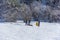 Young couple with children riding on an inflatable sledding tubing on a snowy slope on a winter day