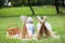 Young couple enjoying relaxing picnic time in a park, lying on a picnic blanket