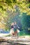 Young couple, handsome man and attractive woman on tandem bike in sunny summer park or forest.