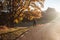 Young couple hugging along asphalt road in colorful autumn beech and oaks forest. Autumn road in mountains. Love and nature