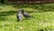 Young couple of pigeons in full love ritual