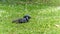 Young couple of pigeons in full love ritual