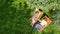 Young couple relax in summer garden in sunbed deckchairs on grass, woman and men have drinks on picnic outdoors in green park