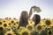 Young couple at sunflowers field