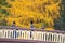 Young couple taking photos on a bridge with yellow leaves in the background