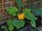 Young courgette plant with a flower, variety Black Forest F1