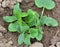 Young courgette, zucchini seedlings grow in the open ground