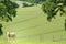 Young cow alone in a summer field. codicote, hertfordshire. countryside