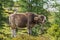 Young cow bellowing while free in the pasture