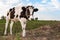 Young cow with black spots gazing to the camera