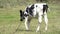 A young cow or calf grazes in a meadow on a sunny, warm day. A cow on a leash eats grass in an ecologically clean place.