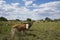 A young cow calf is grazing in the meadow. even more cattle can be seen in the background. Forest, blue sky, clouds.