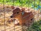 Young cow calf at a New England farm under the sunlight