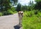 Young cow on countryside road. Tropical landscape with farm animal baby.