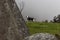 A young cow in countryside watching near to an ancient monolith