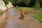 Young cow drinking from a Stream Fairies in the vicinity of Mui Ne