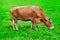 Young cow eating grass in a pasture field