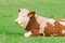 Young cow of Hereford breed lying on sunny Alpine pasture