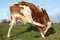 Young cow with an itch, scratching under eye with hind leg, showing tiny baby udder.