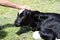 Young cow lezhit on the grass and the farmer pats her on the head