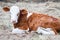 A young cow is lying on the hay on the background of roosters in the village in the summer