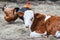 A young cow is lying on the hay on the background of roosters in the village in the summer