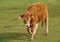 A young cow in a meadow in spring