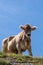 Young cow in the mountains in front of blue sky