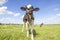 Young cow, nosy black and white, oncoming and looking at the camera standing in a pasture under a blue sky and a horizon over land