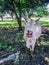 Young cow putting its pink tongue to the nose.