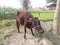 Young cow standing on the plain field