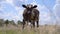 Young Cow Stands On Meadow. Dairy Cattle Grazing Pasture. Farm and livestock