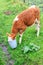 A young cow stuck her head in a metal bucket to eat in the village in the summer on green grass