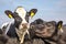 A young cow wearing anti fly clip, in the middle of a group of cows looks dreamily