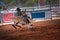Young Cowboy Rides Bucking Steer At Rodeo