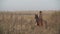 Young cowgirl at brown horse. Beautiful woman riding horse at sunrise in field.