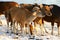 Young cows on the beach