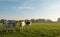 Young cows early in the summer morning